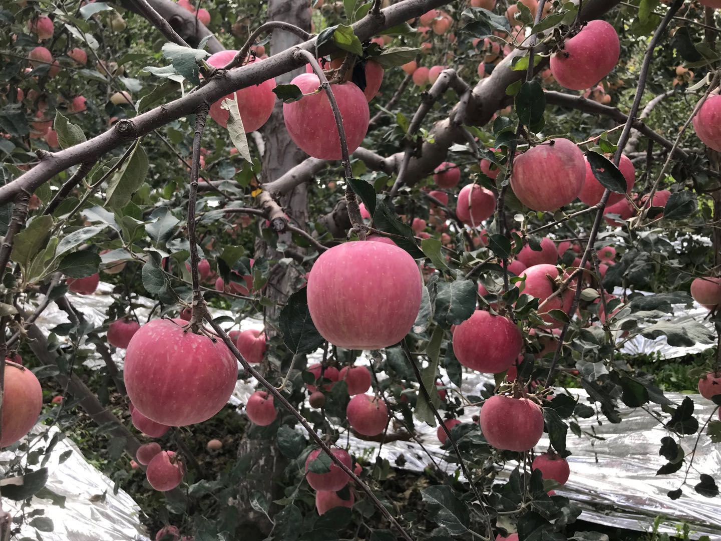 新疆阿克苏糖心苹果产品图片