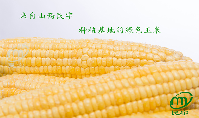鲜玉米（鲜玉米穗）产品图片