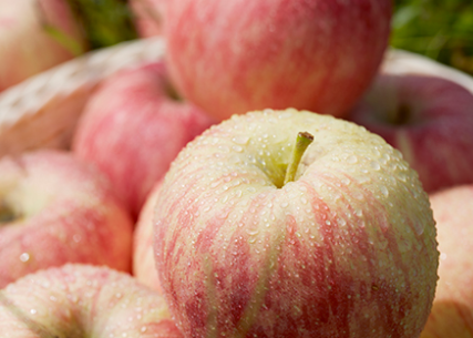 新疆阿克苏糖心苹果产品图片