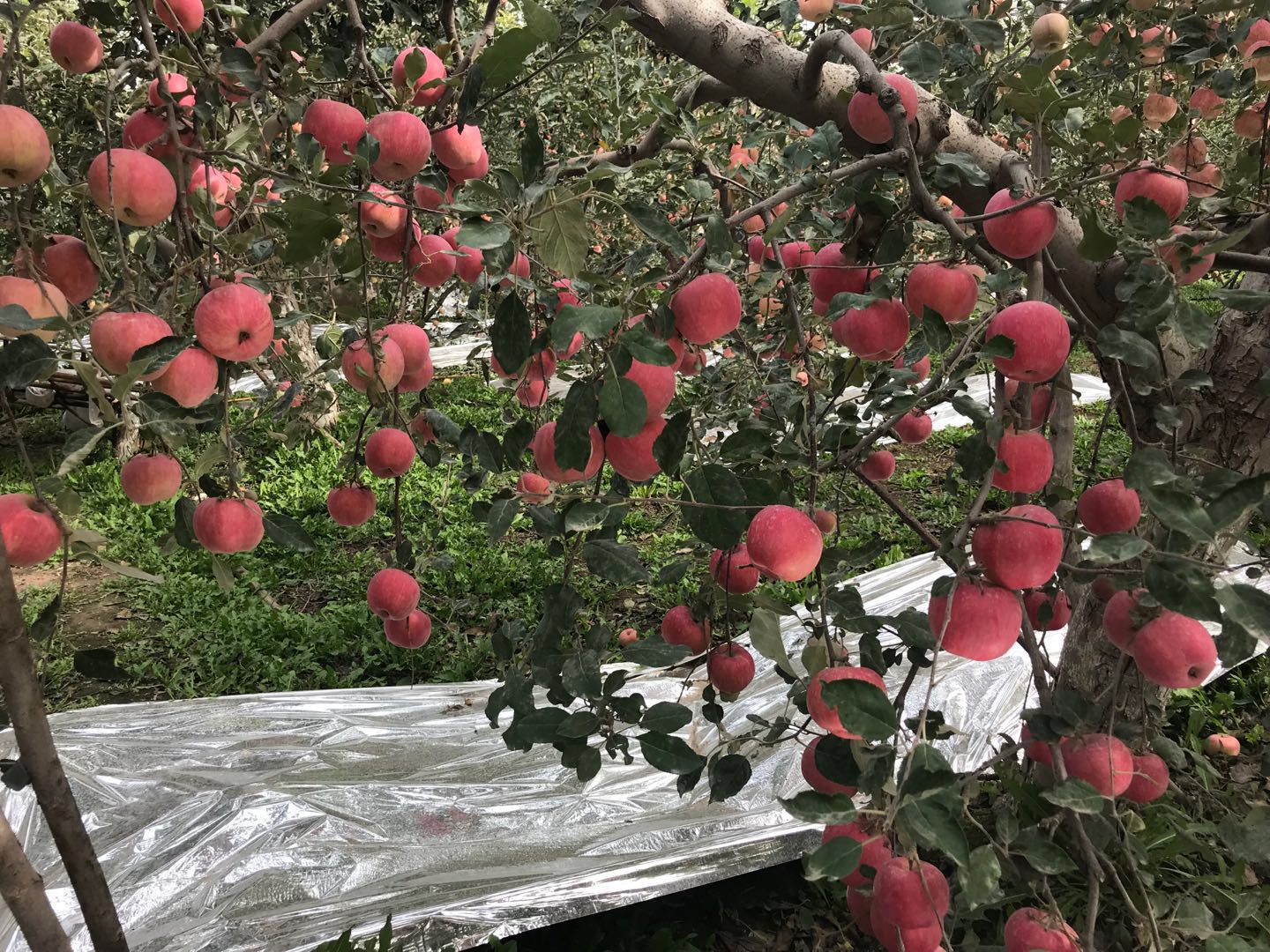 新疆阿克苏糖心苹果产品图片