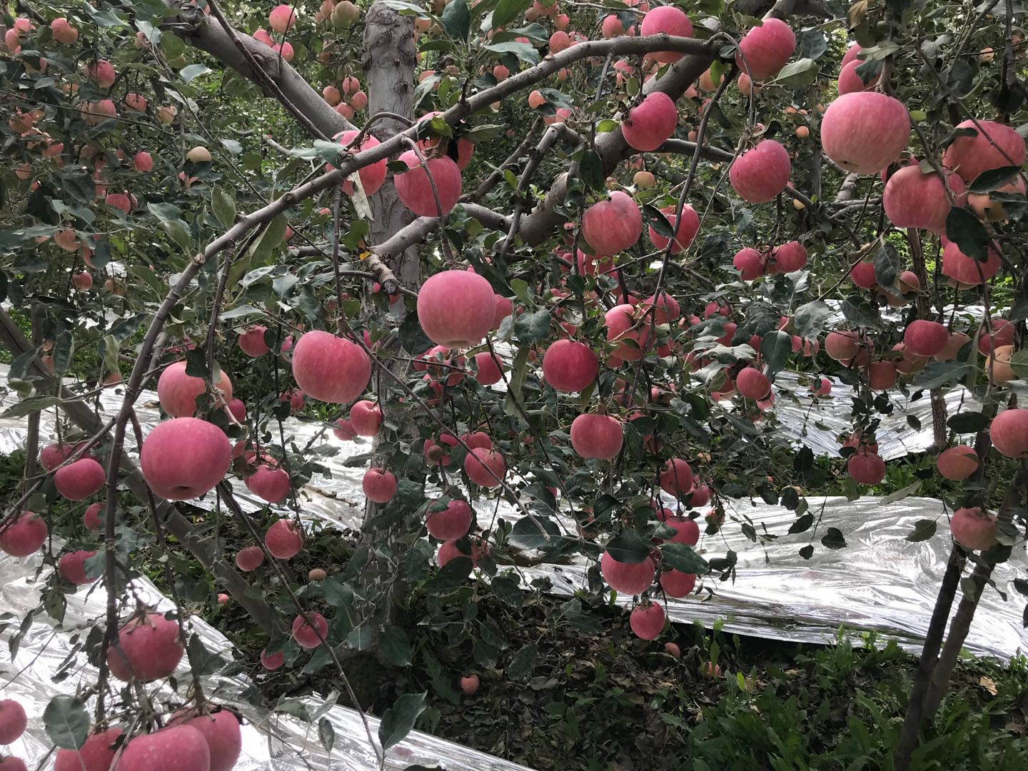 新疆阿克苏糖心苹果产品图片