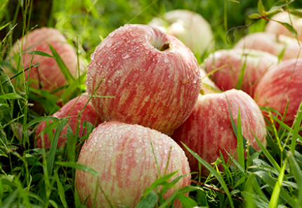 新疆阿克苏糖心苹果产品图片