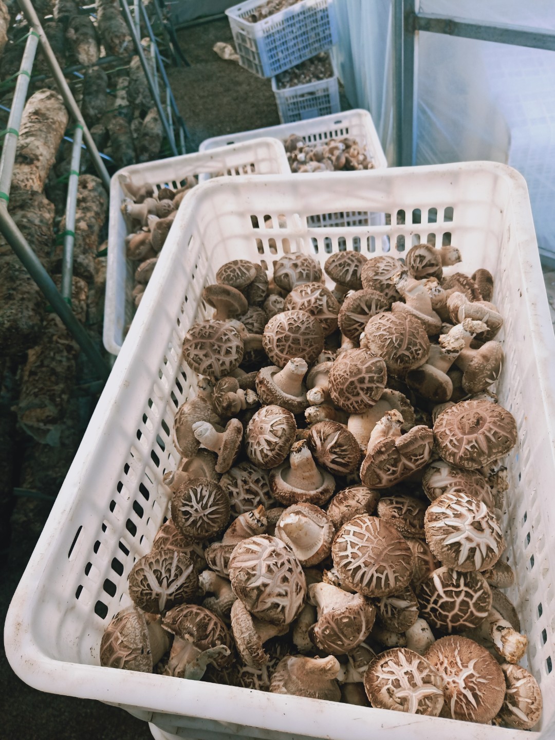 韦禾牌鲜香菇产品图片