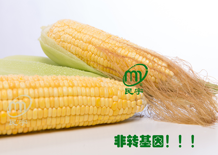 鲜玉米（鲜玉米穗）产品图片