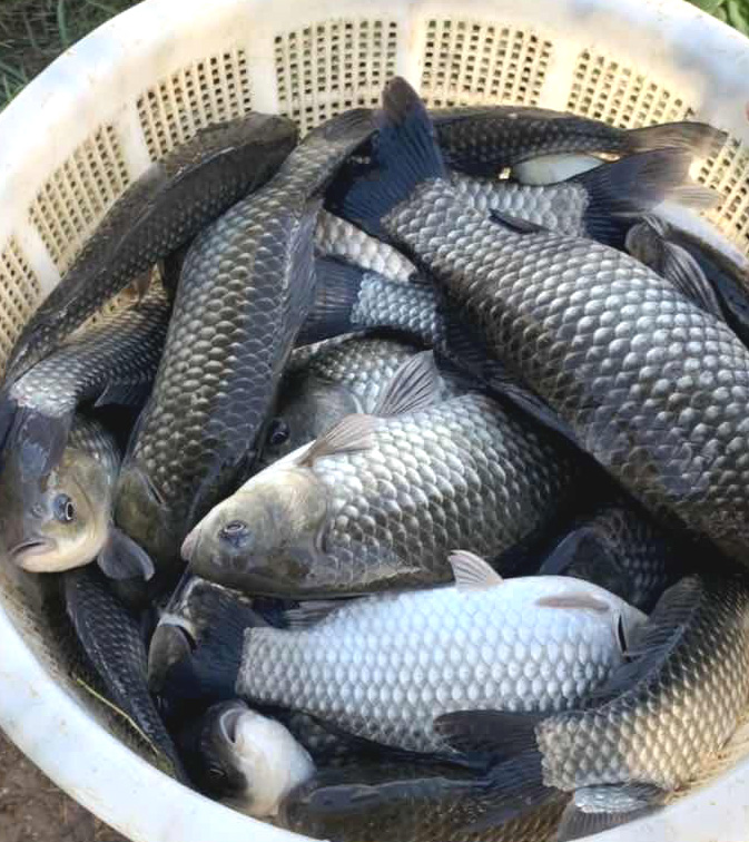 鲫鱼产品图片