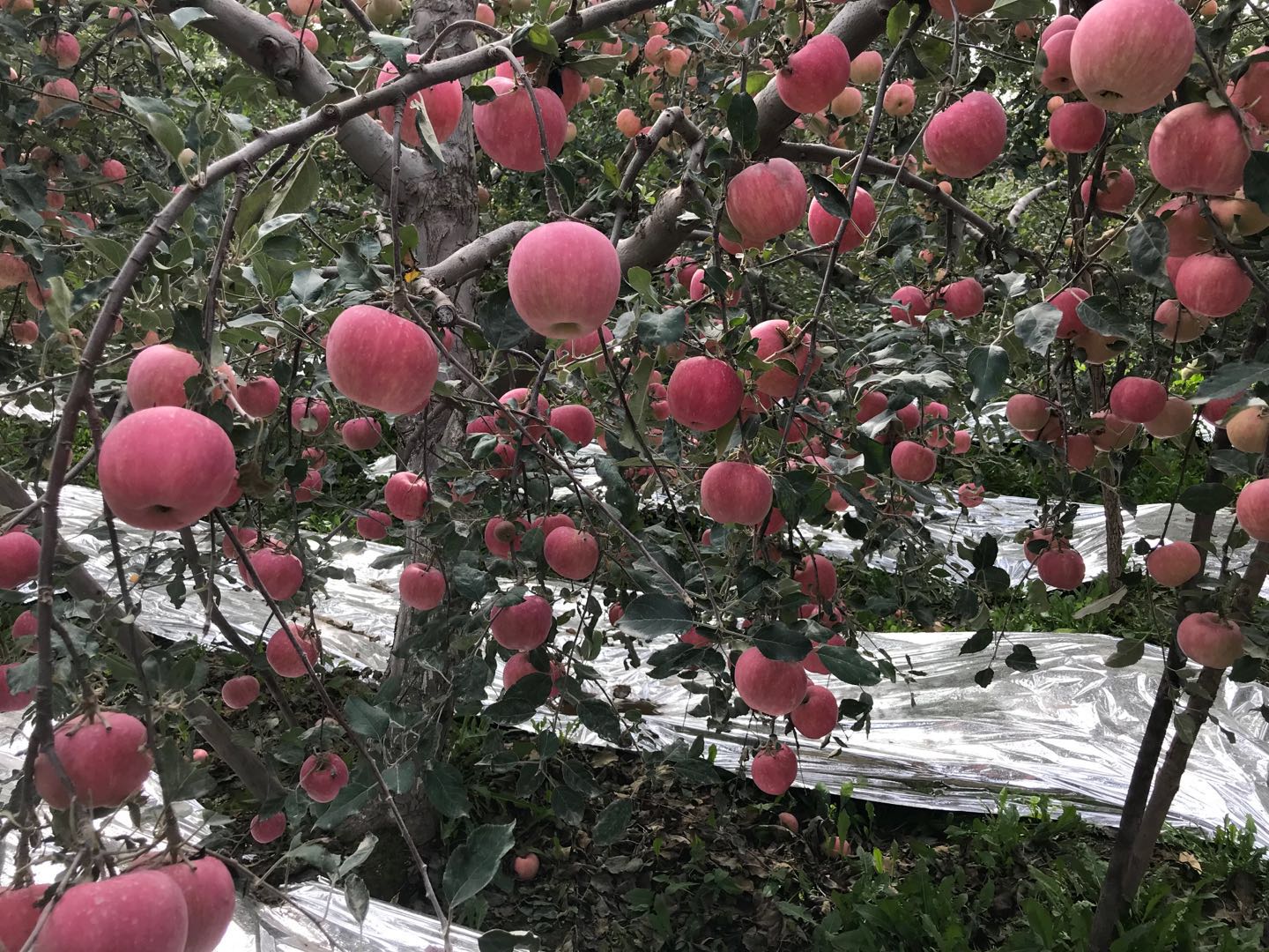 新疆阿克苏糖心苹果产品图片